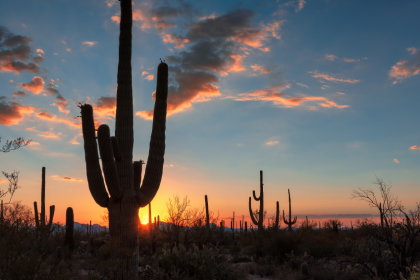 desert sunset